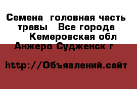 Семена (головная часть))) травы - Все города  »    . Кемеровская обл.,Анжеро-Судженск г.